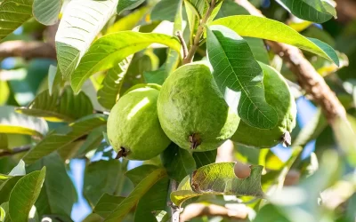 גיזום עץ גויאבה