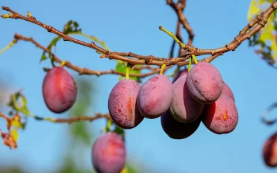 גיזום עץ שזיף